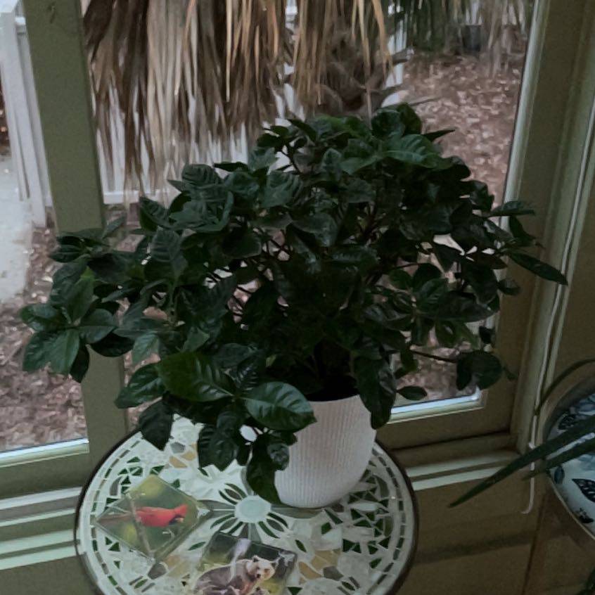 Photo of the plant species Geranium by @WorthyFrogbit48 named Pax on Greg, the plant care app