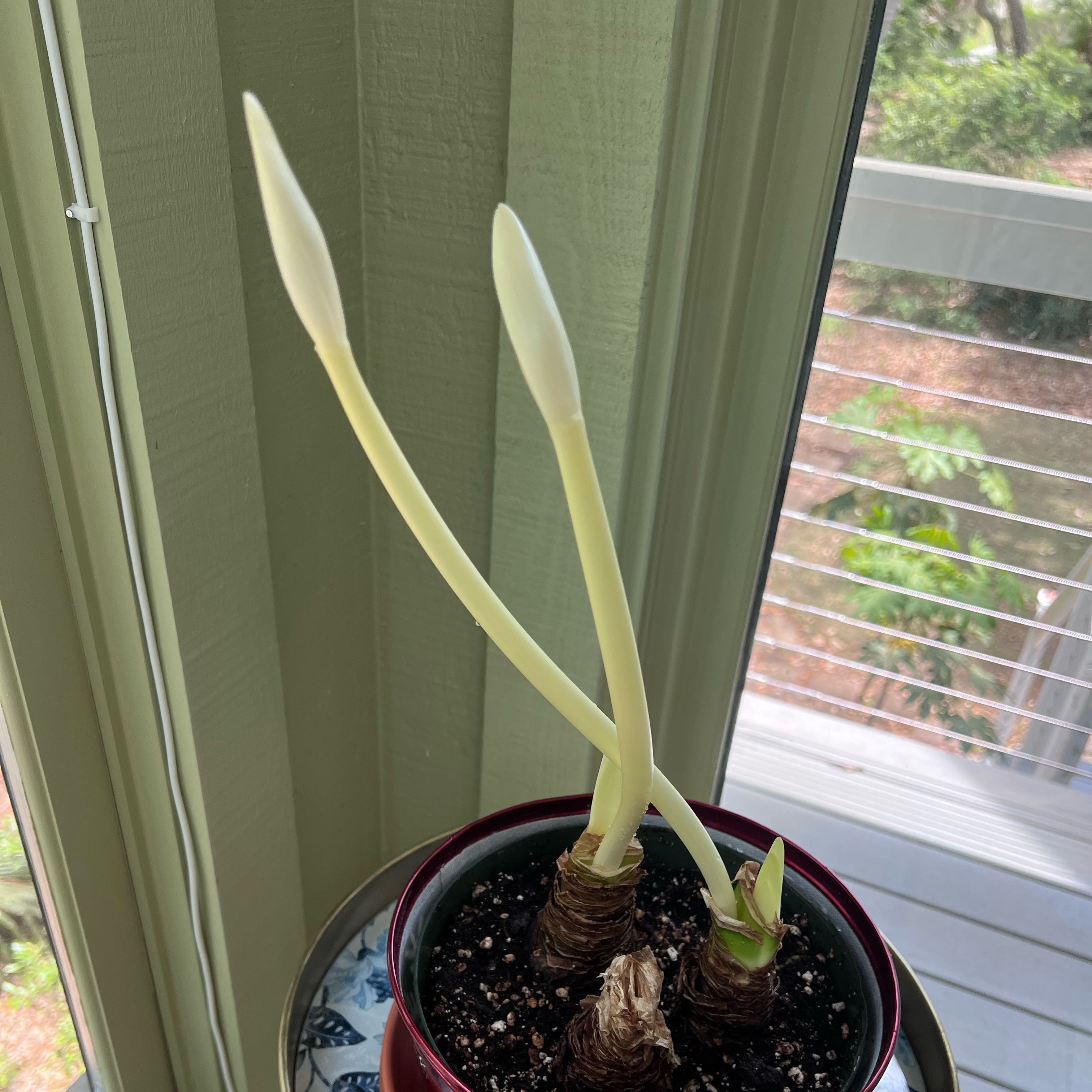 Photo of the plant species Paperwhite by @WorthyFrogbit48 named Winston on Greg, the plant care app