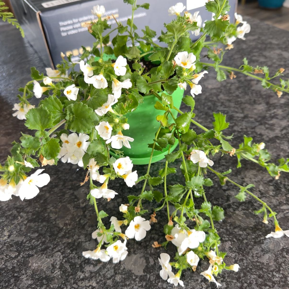 Photo of the plant species Bacopa 'Betty White' by @BestAnisehyssop named Betty on Greg, the plant care app