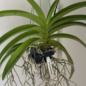 Photo of the plant species Rapeepath by @RulerJerseyfern named Pax on Greg, the plant care app
