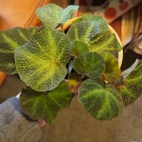 Photo of the plant species Sun-Changing Begonia by @Rainepowell named London on Greg, the plant care app