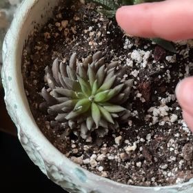 Photo of the plant species Crested Chinese Jade by @Rainepowell named Mac on Greg, the plant care app