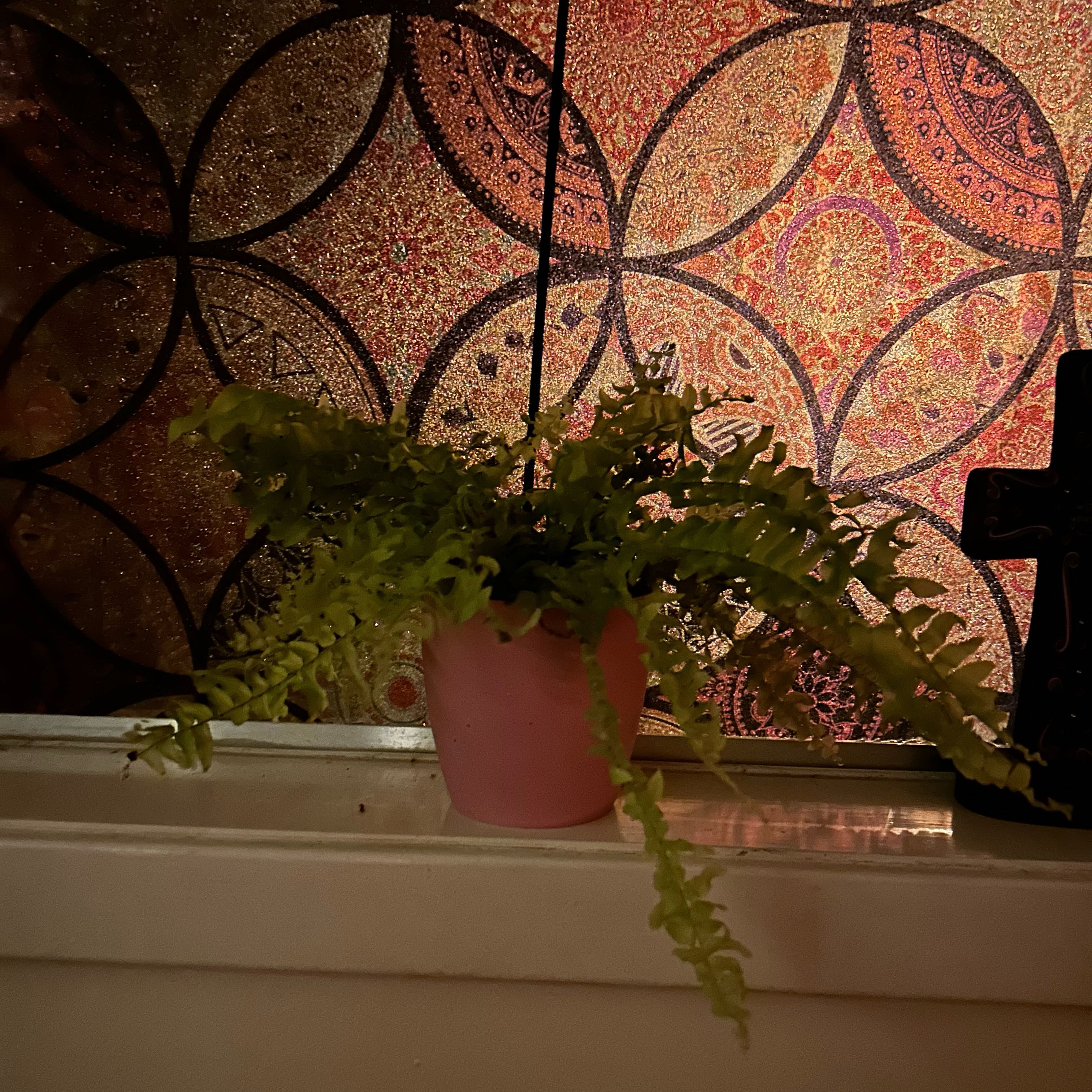 Photo of the plant species Golden Boston Fern by @SliceOfLife named Ferngie on Greg, the plant care app