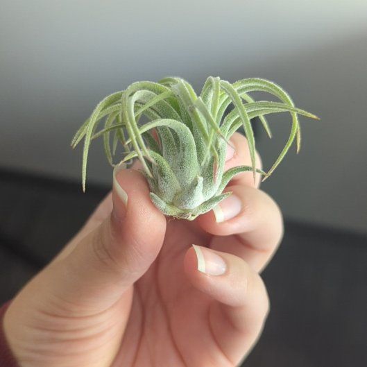 Photo of the plant species Air Plant - Scaposa by @KineticIvygourd named Luna on Greg, the plant care app