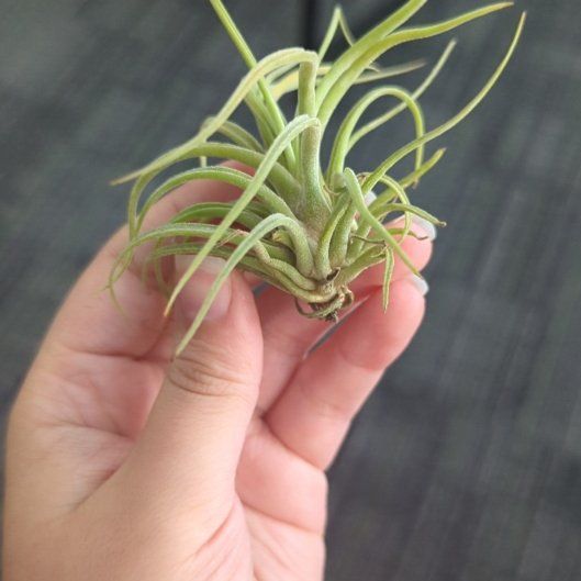 Plant care for Kohlrabi on Greg, the plant care app