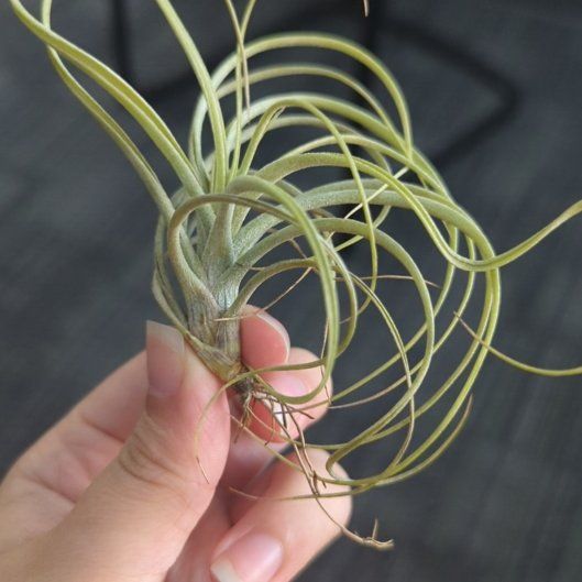 Photo of the plant species Largetillandsia by @KineticIvygourd named ChloroPhil on Greg, the plant care app