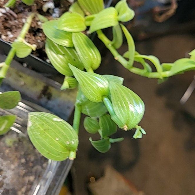 Plant care for Fasciated Murdannia on Greg, the plant care app