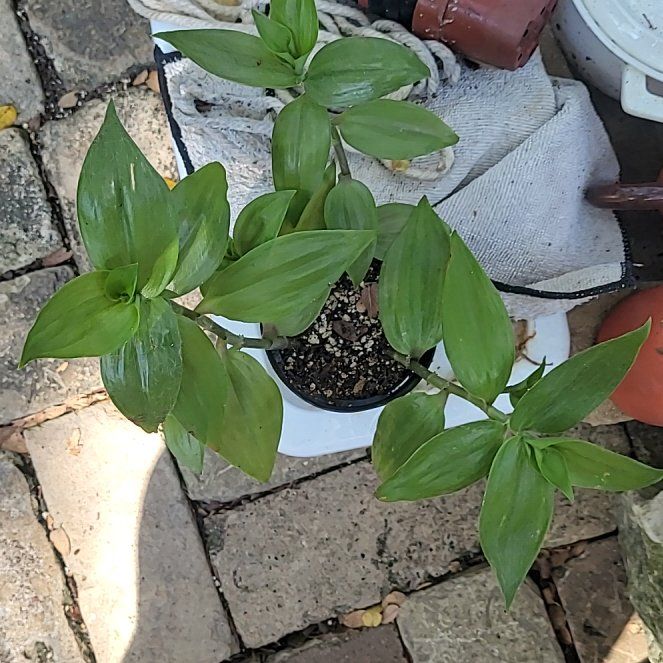 Photo of the plant species Tradescantia zebrina var. flocculosa by @UltraTutu57 named Flocculosa on Greg, the plant care app
