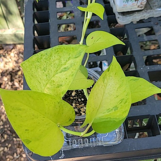 Photo of the plant species Teruno Carnival Pothos by @UltraTutu57 named Peter Parker on Greg, the plant care app