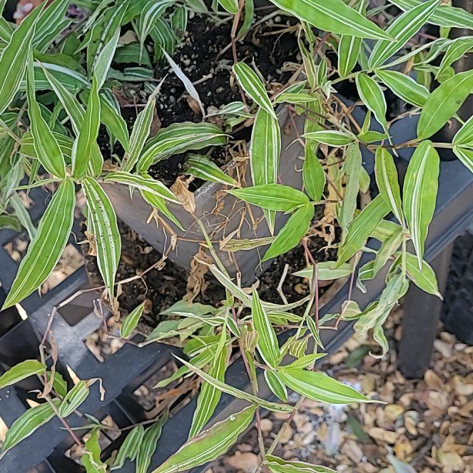 Photo of the plant species Basketgrass by @UltraTutu57 named Sage on Greg, the plant care app