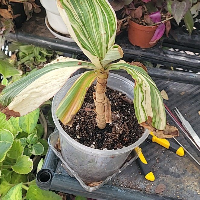 Photo of the plant species Mexican Flag by @UltraTutu57 named Guapo on Greg, the plant care app