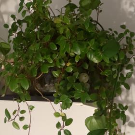 Photo of the plant species Radiator Plant by @GladSatinpothos named James on Greg, the plant care app