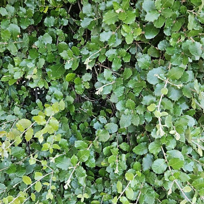 Photo of the plant species Kermes Oak by @PeakDragonfire named Maya on Greg, the plant care app