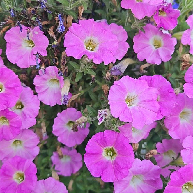 Photo of the plant species Petunia by @PeakDragonfire named Coco on Greg, the plant care app