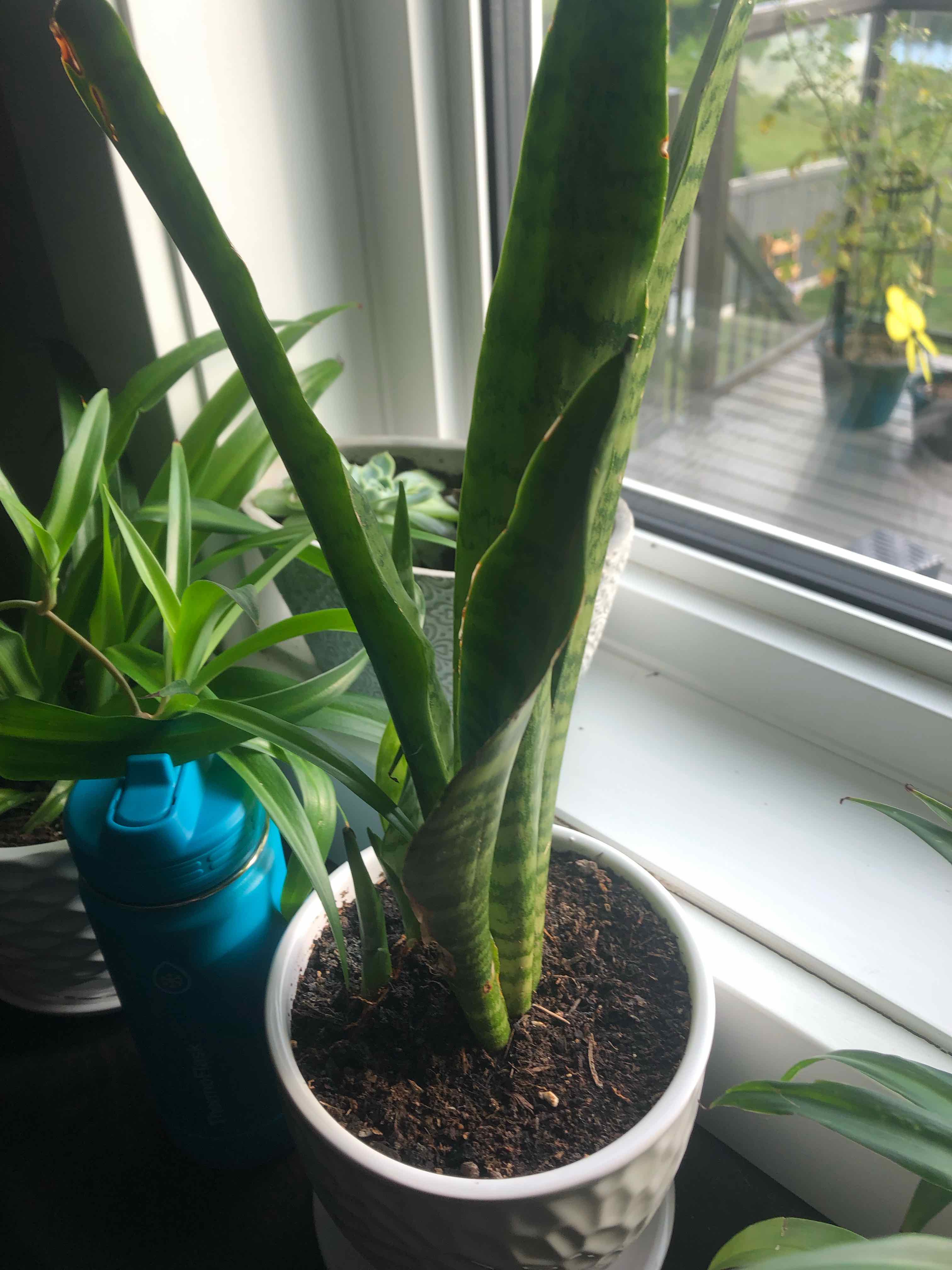 Plant care for Japanese Wild Ginger on Greg, the plant care app