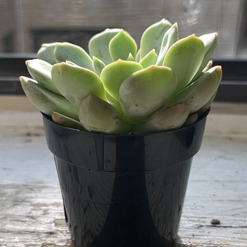 Photo of the plant species Graptoveria 'Moonglow' by @DaintyBaneberry named Clooney on Greg, the plant care app