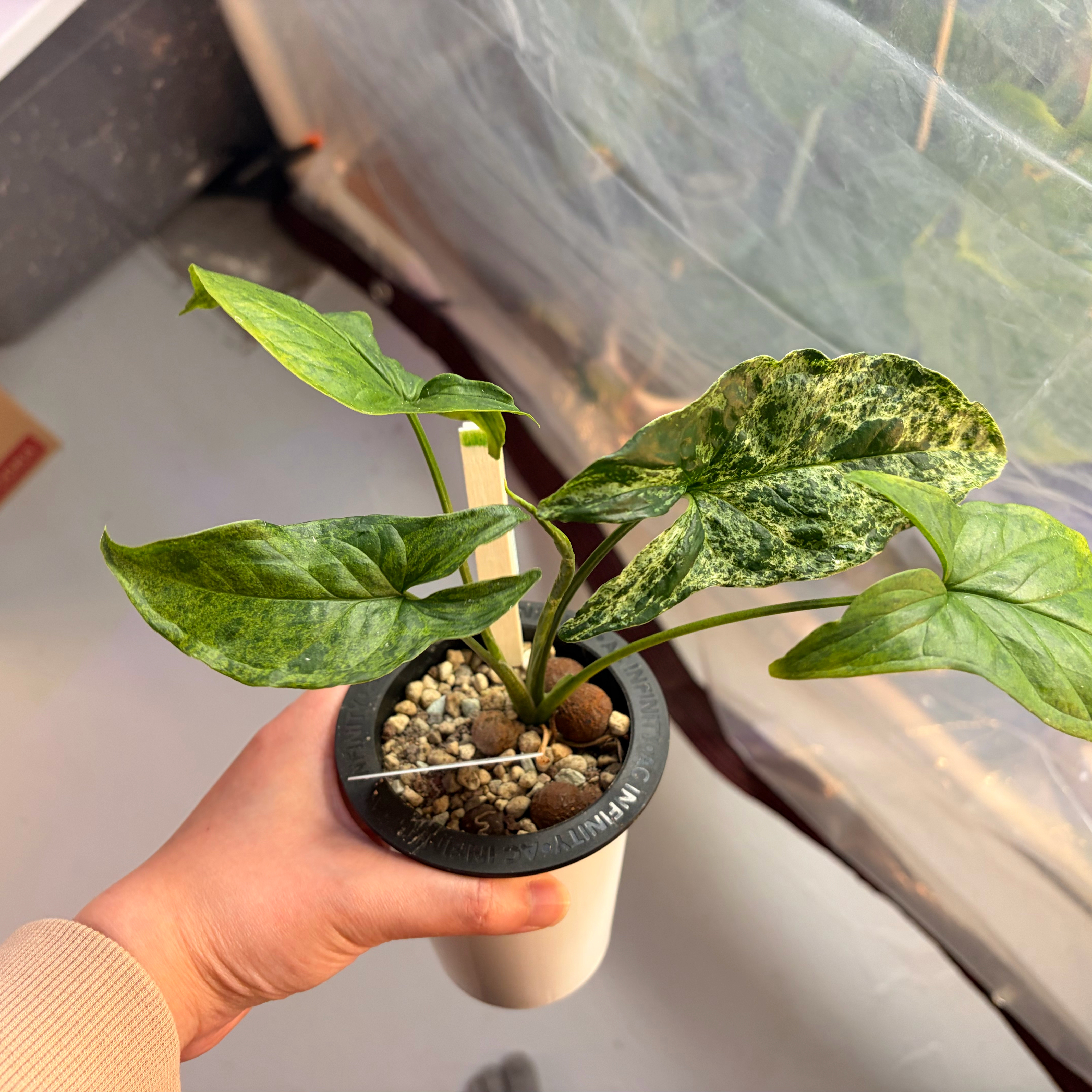 Photo of the plant species Syngonium podophyllum 'Mojito' by @AgreeablePotato named Sage on Greg, the plant care app