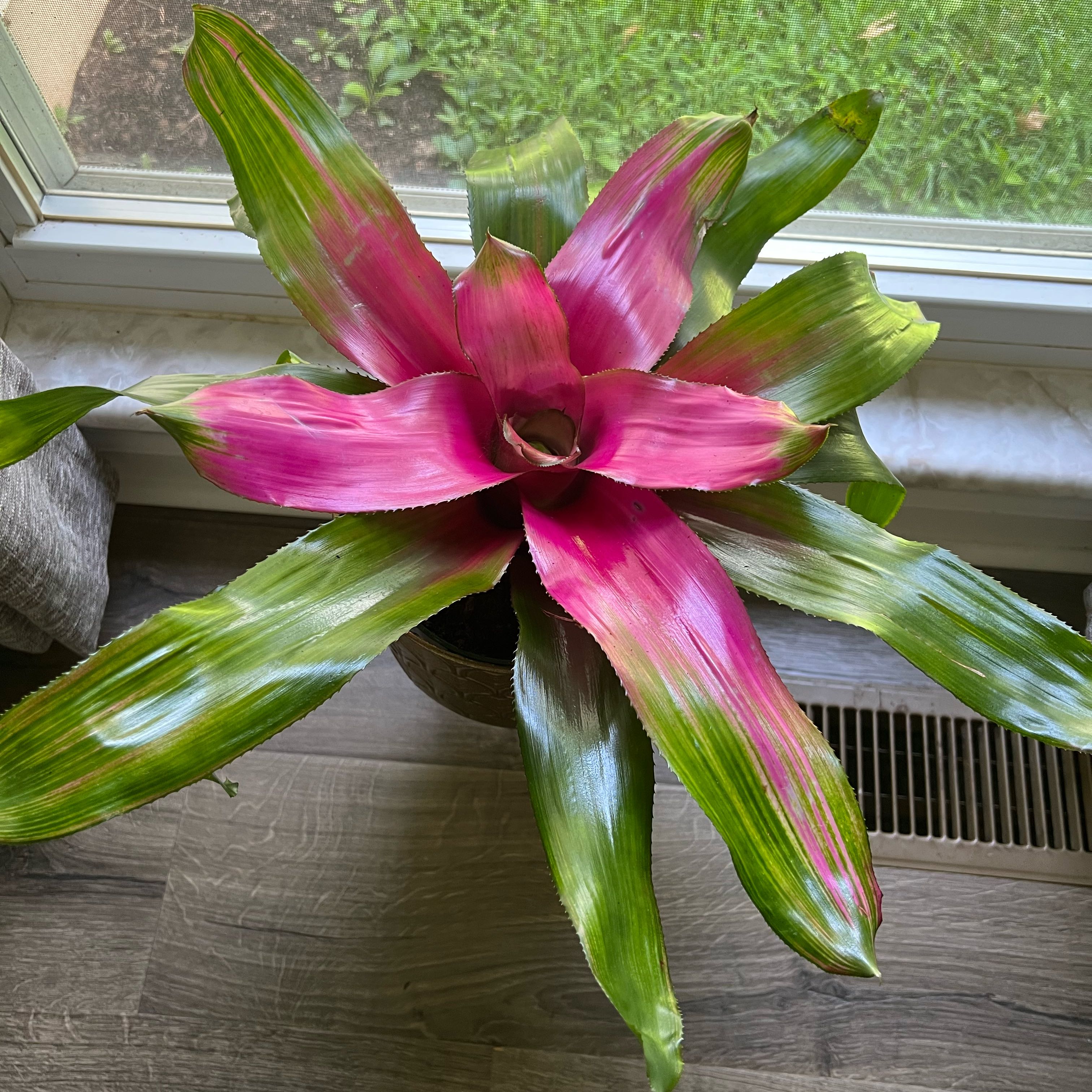 Photo of the plant species Guzmania Bromeliad by @MotherPetunia named Homer on Greg, the plant care app