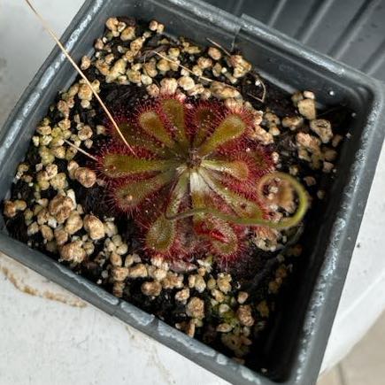 Photo of the plant species Natal Sundew by @GourmetRedbean named Girlfrond on Greg, the plant care app
