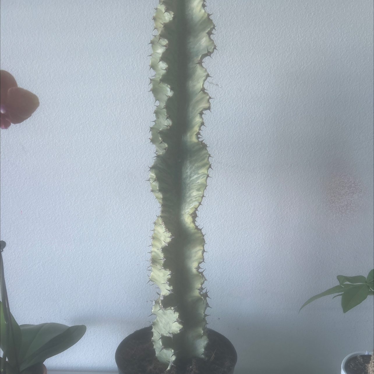 Photo of the plant species African Golden Candelabra by @RealCliffspurge named Muhammad Ali on Greg, the plant care app