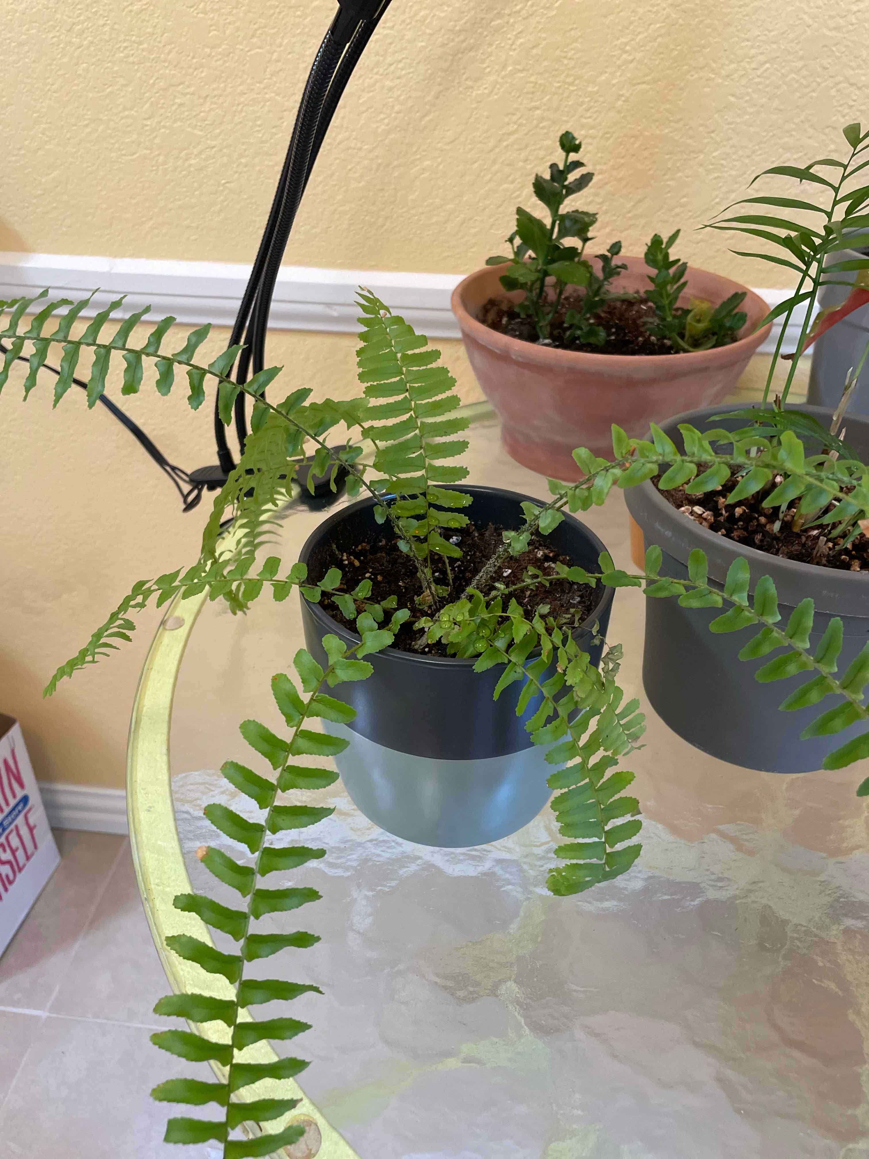 Three healthy Boston Ferns with lush green fronds in pots on a reflective surface, well-framed and in focus.