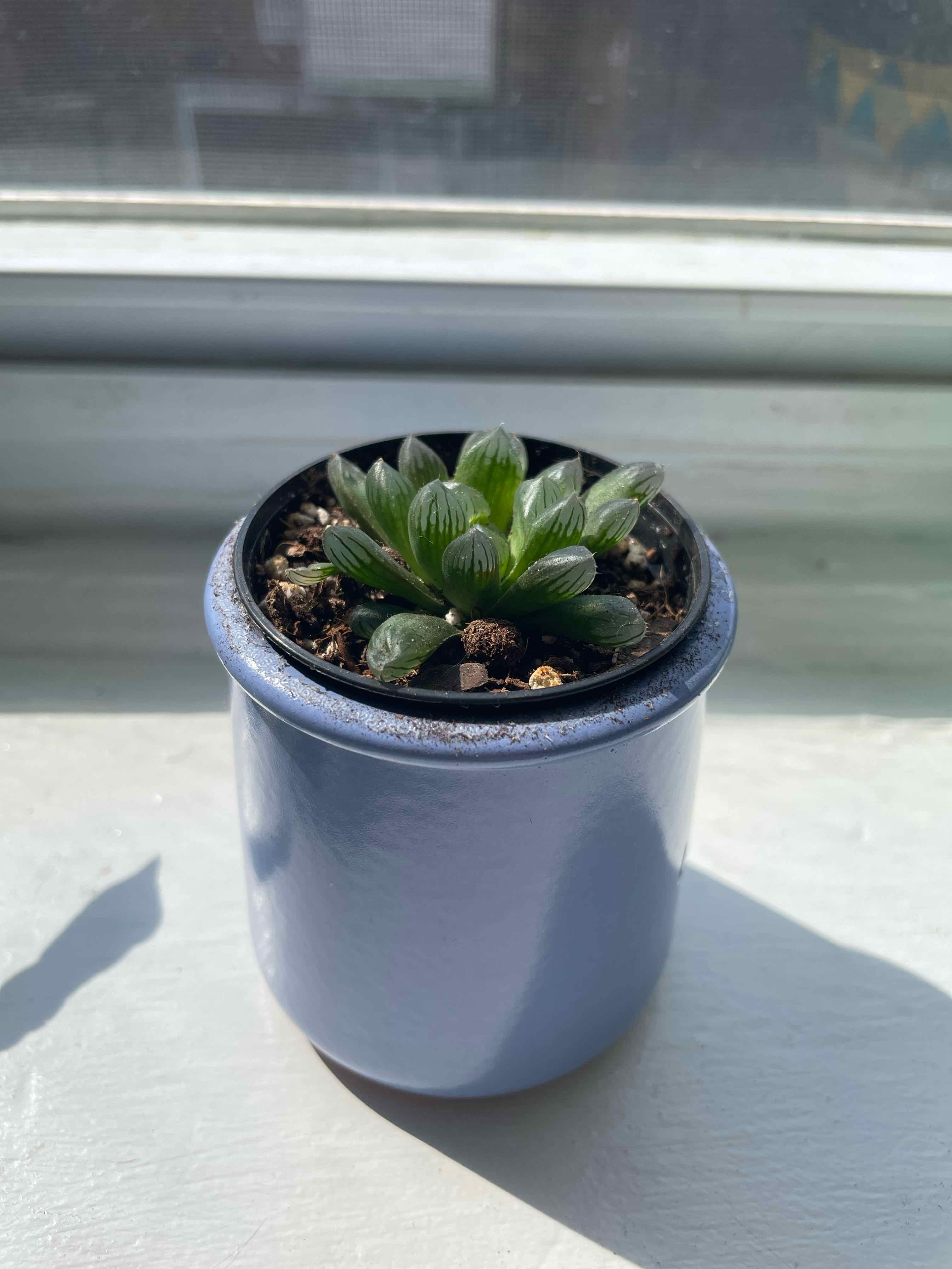 Photo of the plant species haworthia cooperi 'Truncata' by @Molluska named Child of Ghost on Greg, the plant care app
