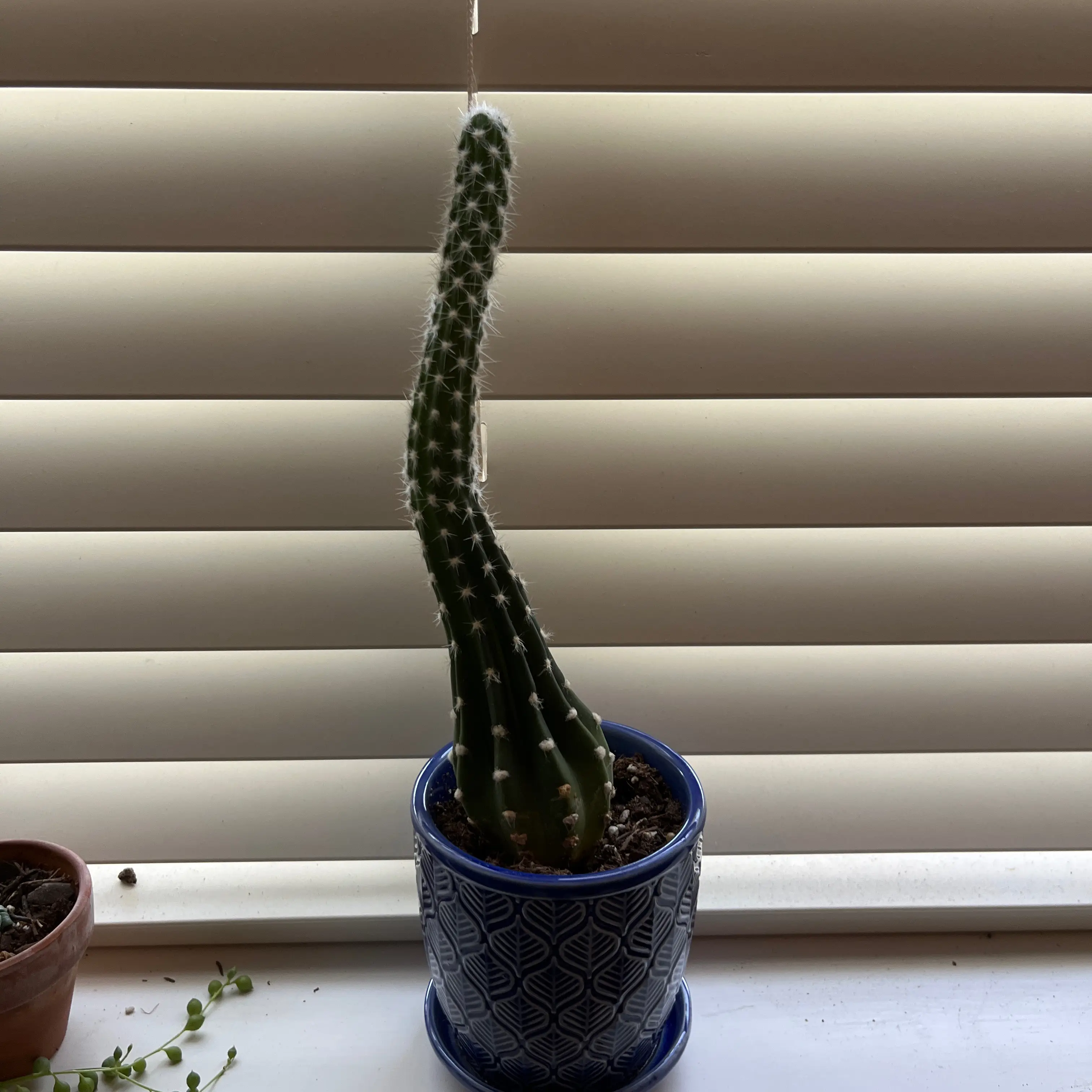 Domino Cactus in a blue pot on a windowsill, leaning to one side.