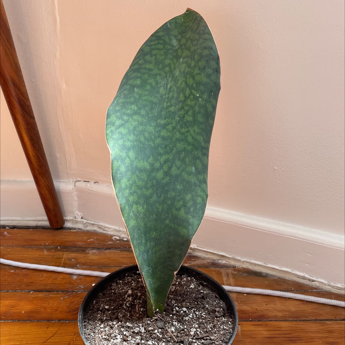 Whale Fin Snake Plant (Sansevieria masoniana) in a pot with visible soil, well-framed and in focus.