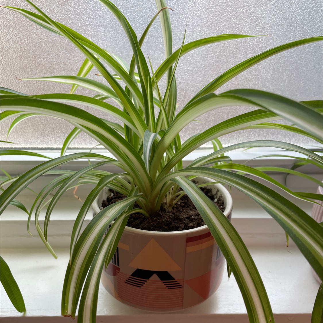 Healthy Spider Plant in a decorative pot on a windowsill.