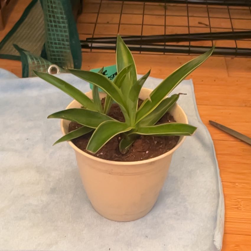 Photo of the plant species Agave desmetiana by @CivicRattleweed named Bigleef Smalls on Greg, the plant care app