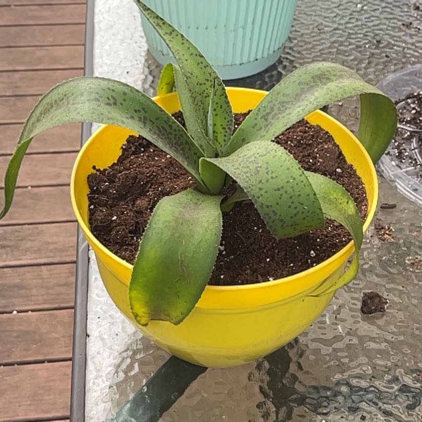 Photo of the plant species Mangave 'Aztec King' by @CivicRattleweed named Lola on Greg, the plant care app