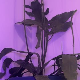 Photo of the plant species Night Blooming Cereus by @CivicRattleweed named Sigmund on Greg, the plant care app