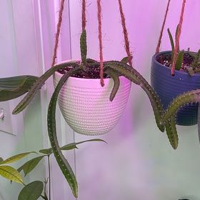 Photo of the plant species Dragon Fruit by @CivicRattleweed named Einstein on Greg, the plant care app