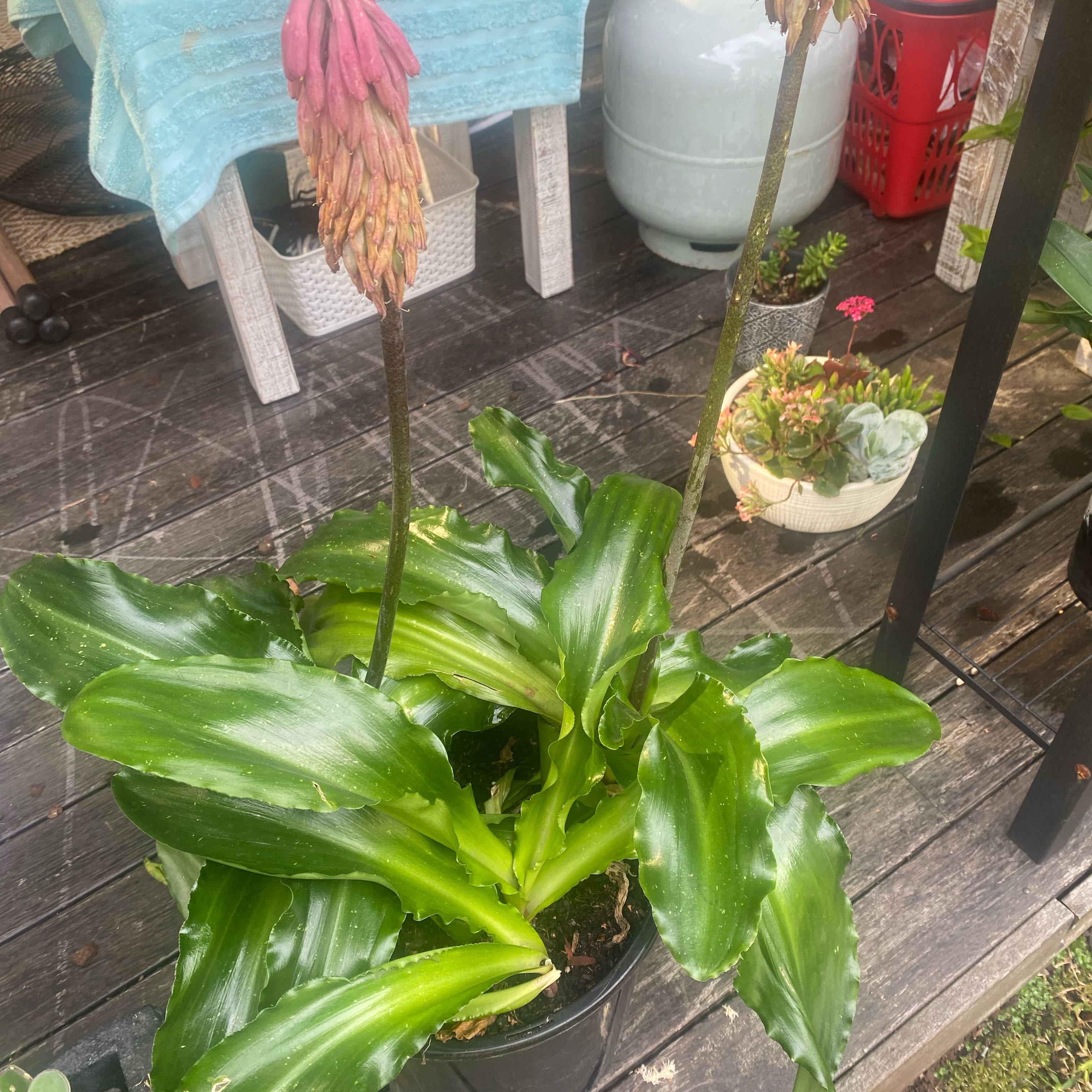 Photo of the plant species Veltheimia bracteata by @LaudableKaraka named Gomez on Greg, the plant care app