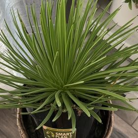 Photo of the plant species Dwarf Hedgehog Agave by @NovelGutweed60 named Thistle on Greg, the plant care app