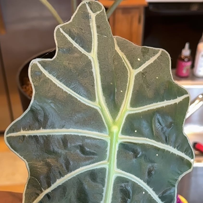 Photo of the plant species Amazonian Elephant Ear by @KeyPileamollis named Kobe on Greg, the plant care app