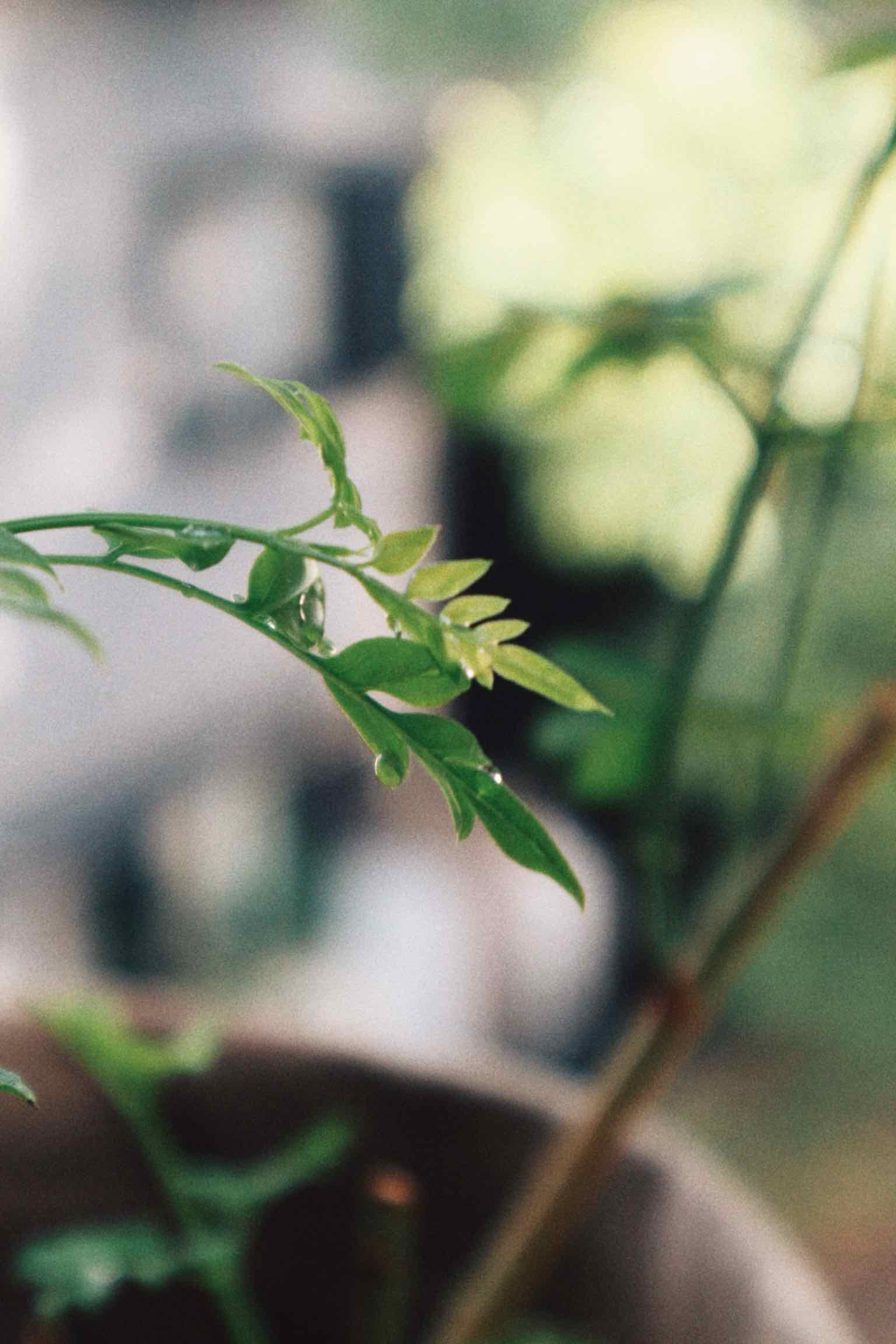 Photo of the plant species Jasmine White Princess by @initalics named Leia on Greg, the plant care app