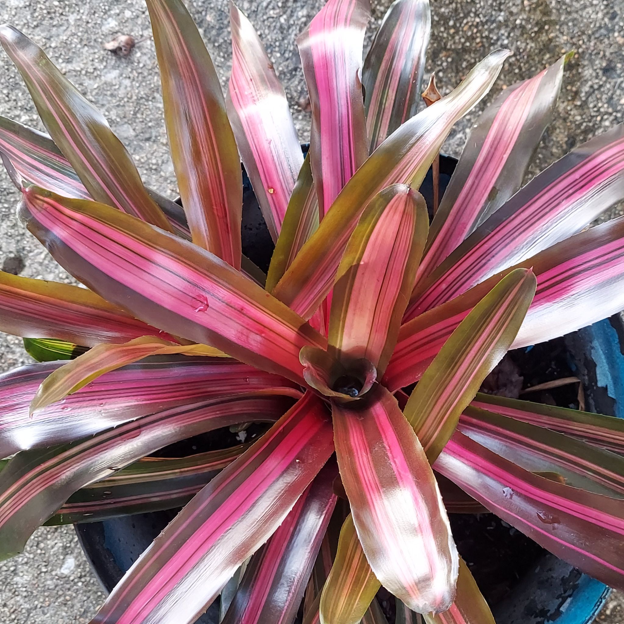 Photo of the plant species Bromelaid by @VigilantKonjac named Fernie Saunders on Greg, the plant care app