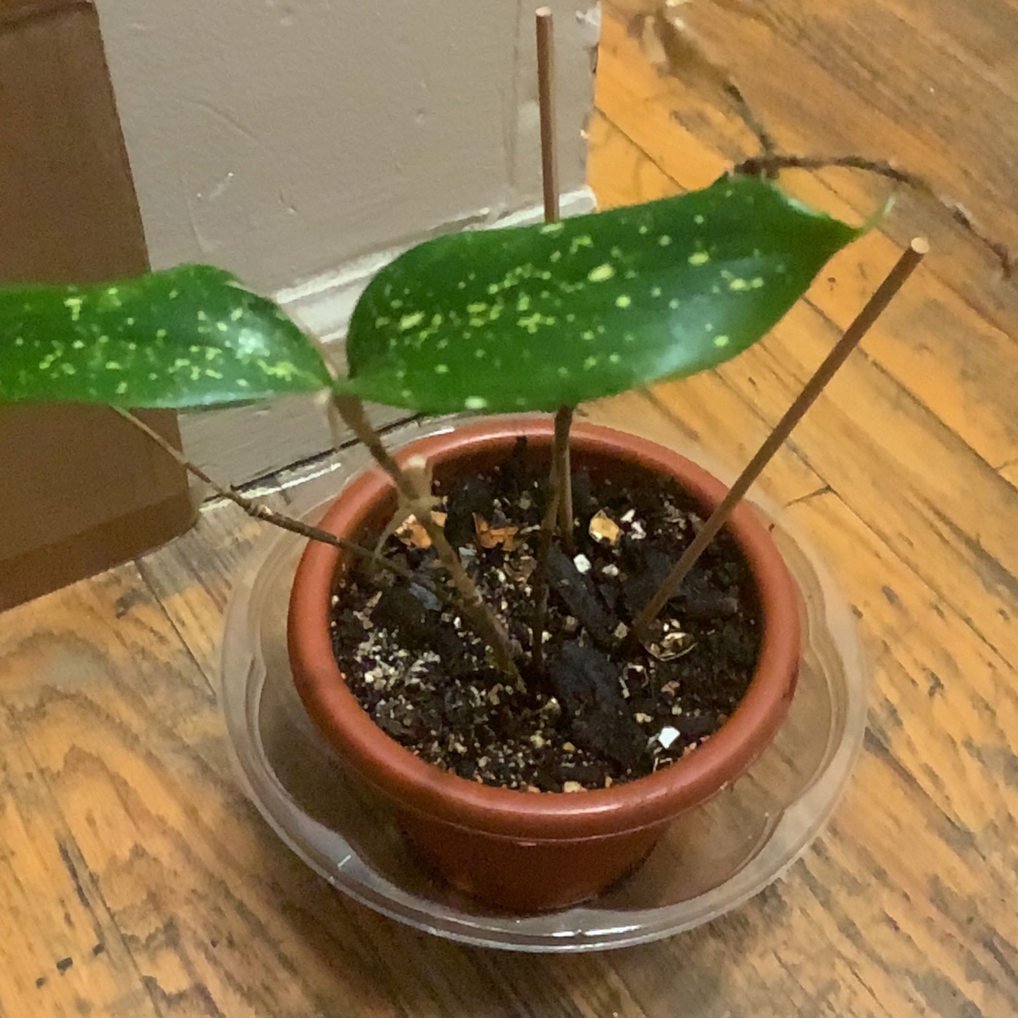Leaf Erickson