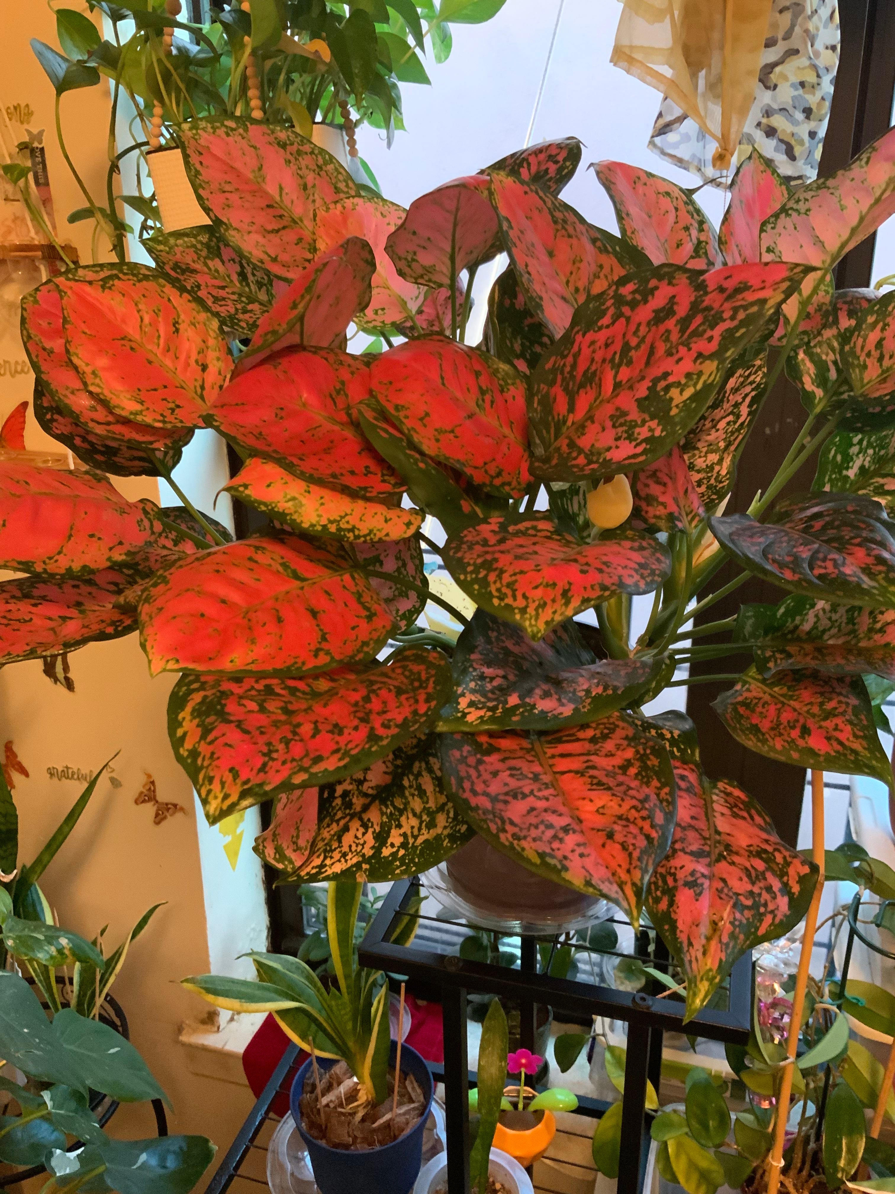 Green Lady Plant Care Water, Light, Nutrients Greg App 🌱