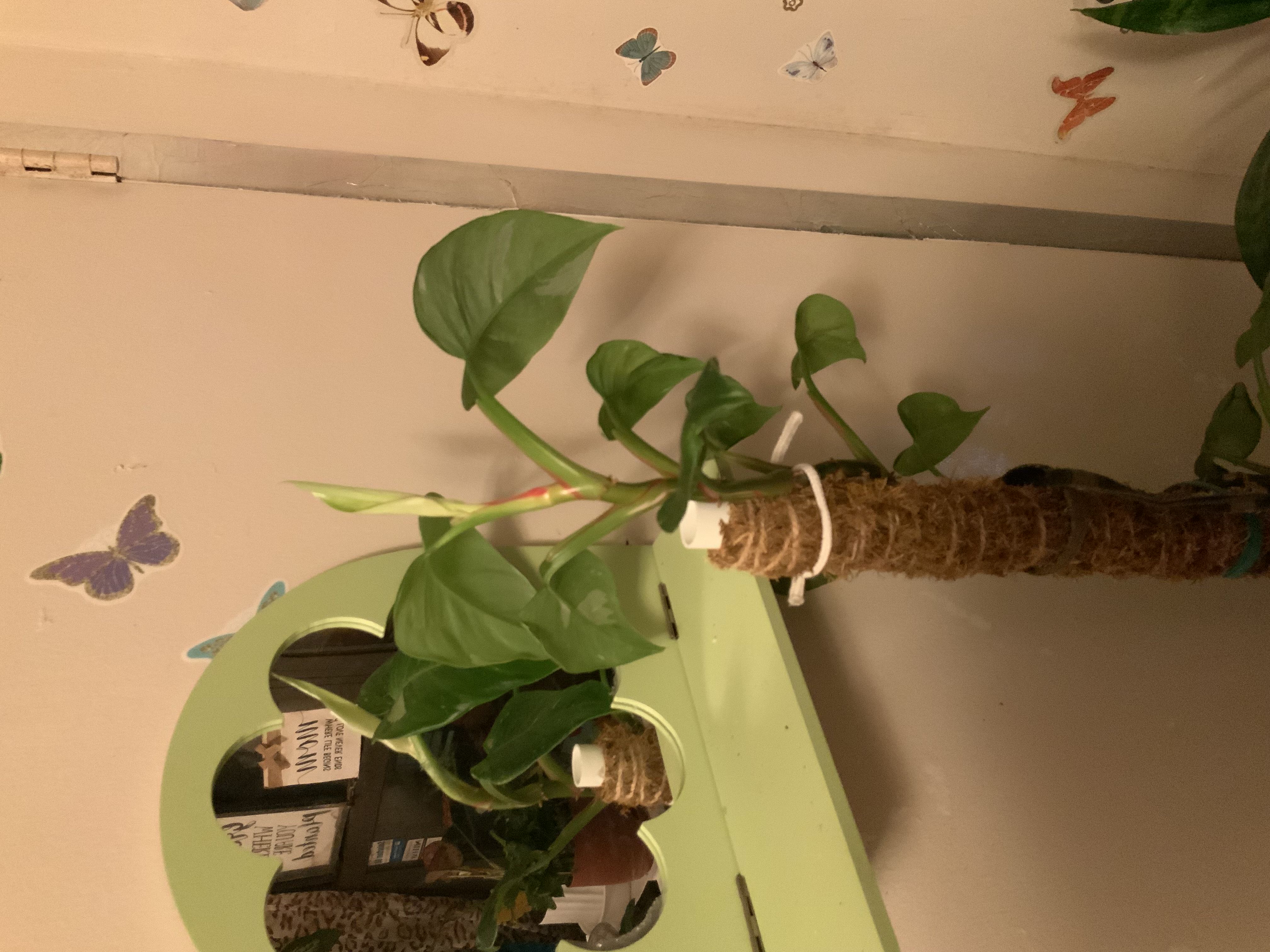 Photo from the post