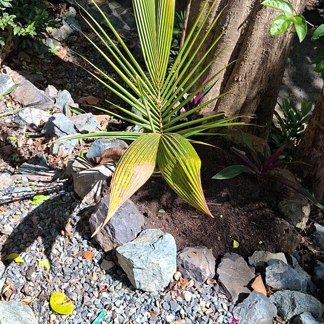 Photo of the plant species Coconut by @ExecAmazonlily named Dolores on Greg, the plant care app