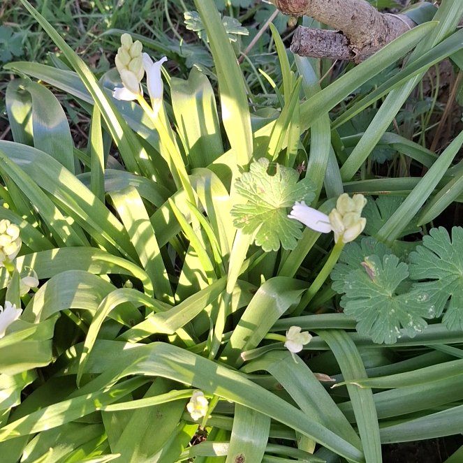 Photo of the plant species Spring Snowflake by @MovingWakerobin named Denali on Greg, the plant care app