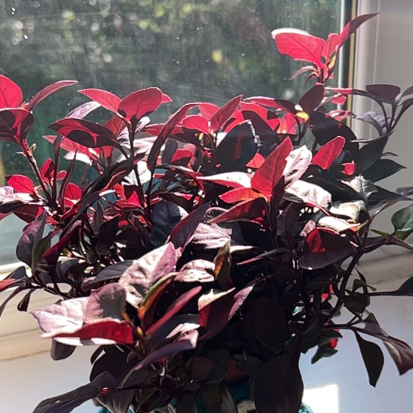 Photo of the plant species Alternanthera 'Plum Dandy' by @ZanyArugula61 named Alternanthera Purple Prince on Greg, the plant care app