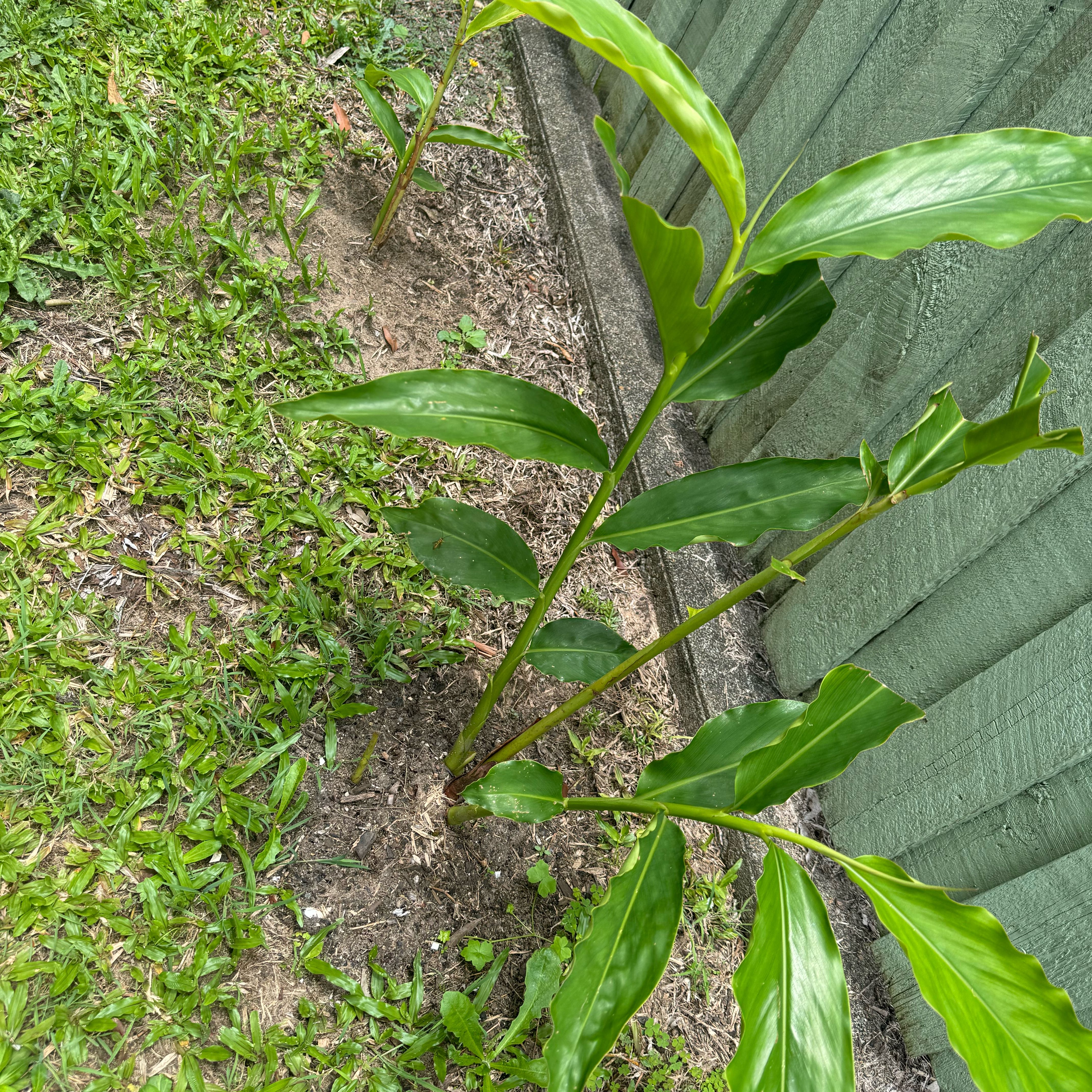 Photo of the plant species Torch Ginger by @ChipperIronweed named Nithin on Greg, the plant care app