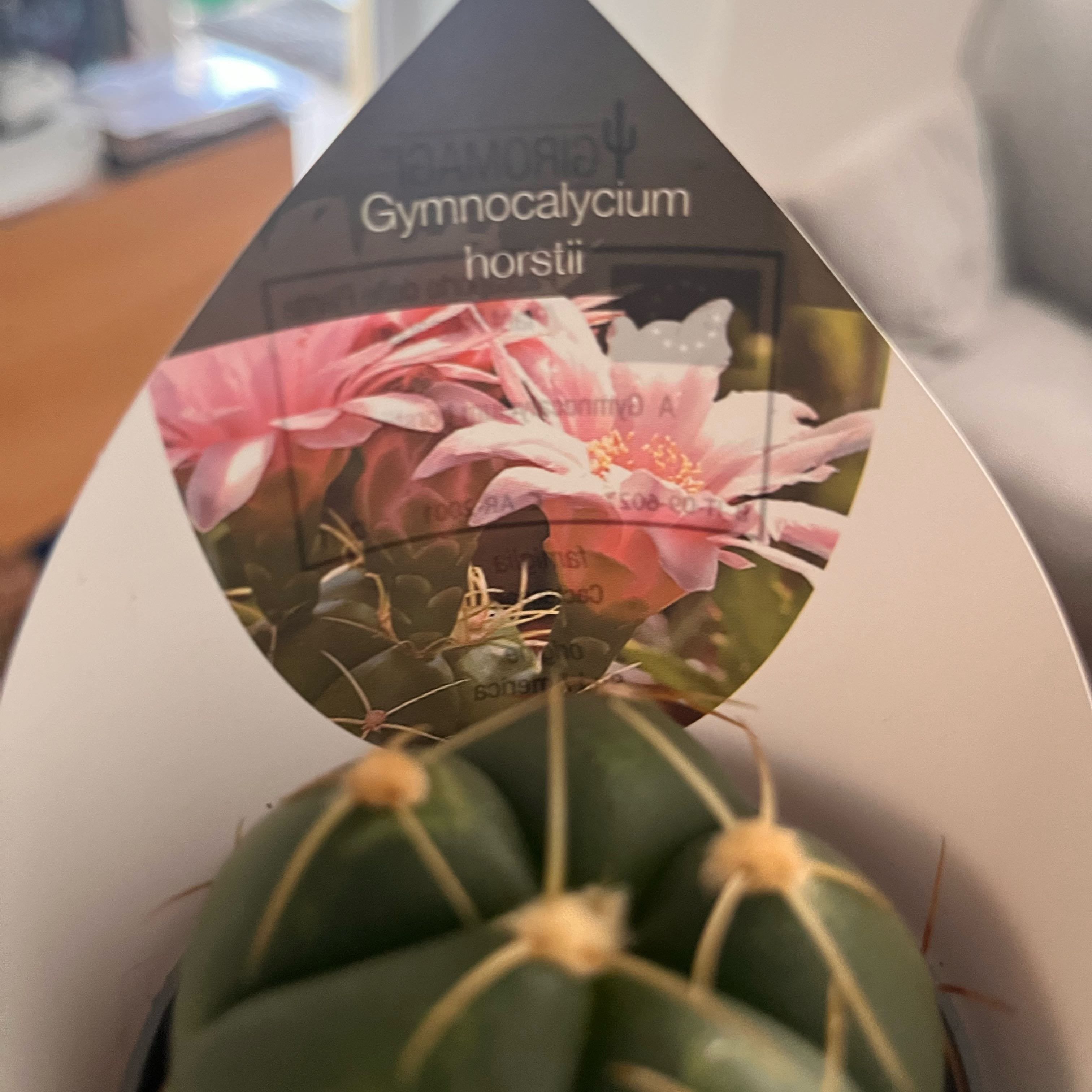 Photo of the plant species Sider Cactus by @IconHunnemannia named Rainier on Greg, the plant care app