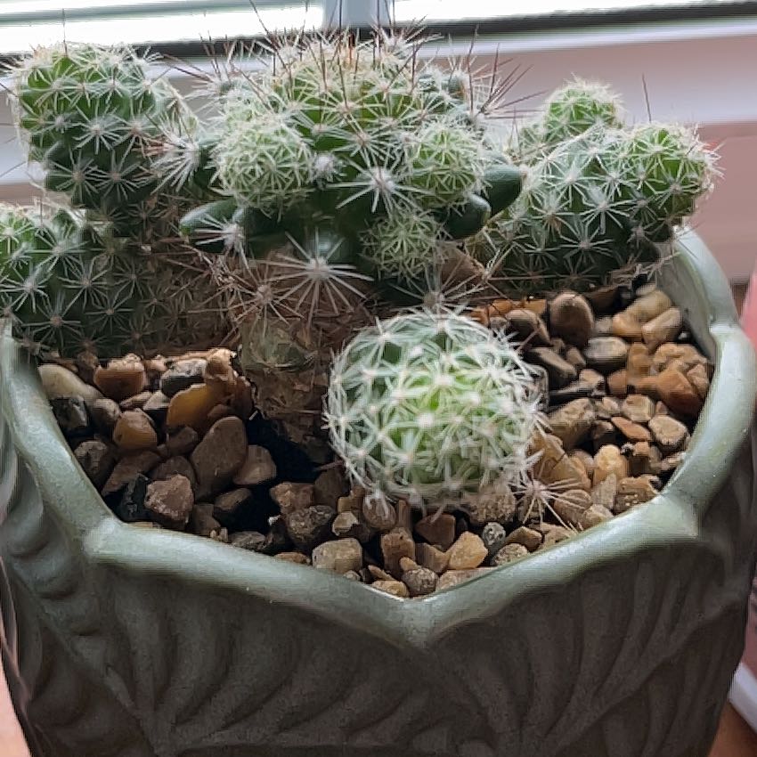 Photo of the plant species Mammillaria vetula subsp. gracilis by @GiddyCalamondin named Remus on Greg, the plant care app