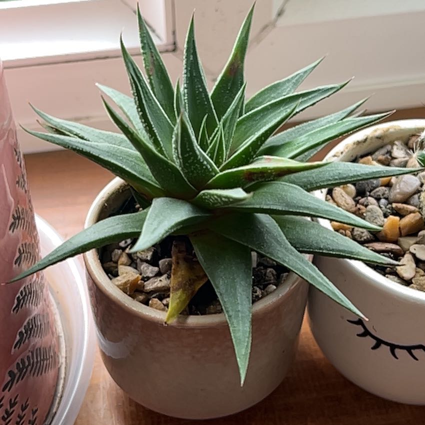 Photo of the plant species Haworthia herbacea by @GiddyCalamondin named Reggie on Greg, the plant care app