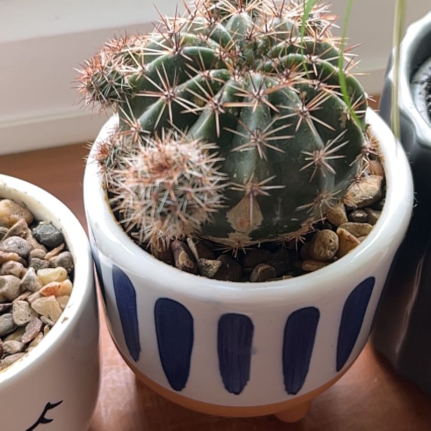 Photo of the plant species Echinopsis eyriesii by @GiddyCalamondin named Sirius on Greg, the plant care app