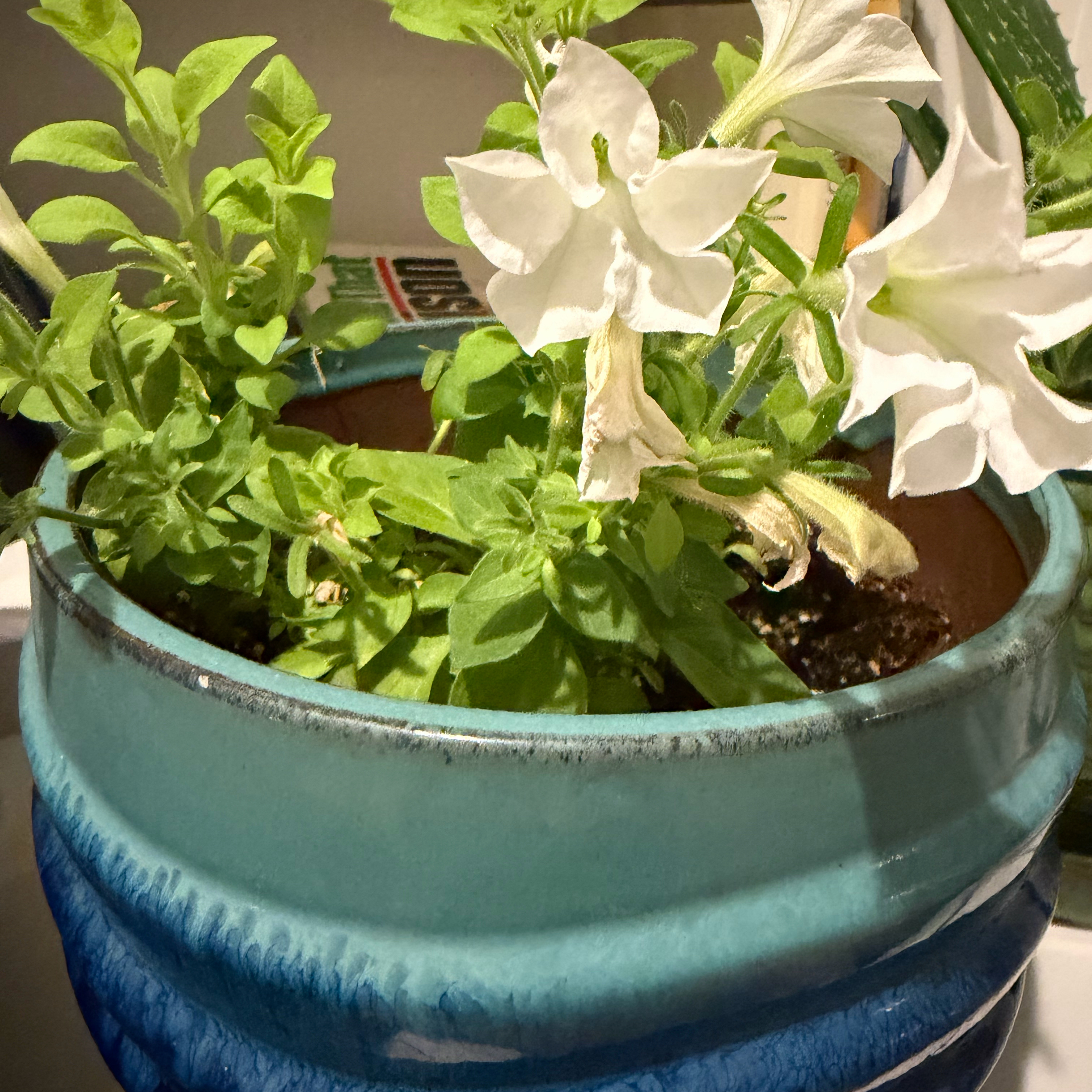 Photo of the plant species Bioluminescent Firefly Petunia by @FunGardenrocket named Firefly on Greg, the plant care app